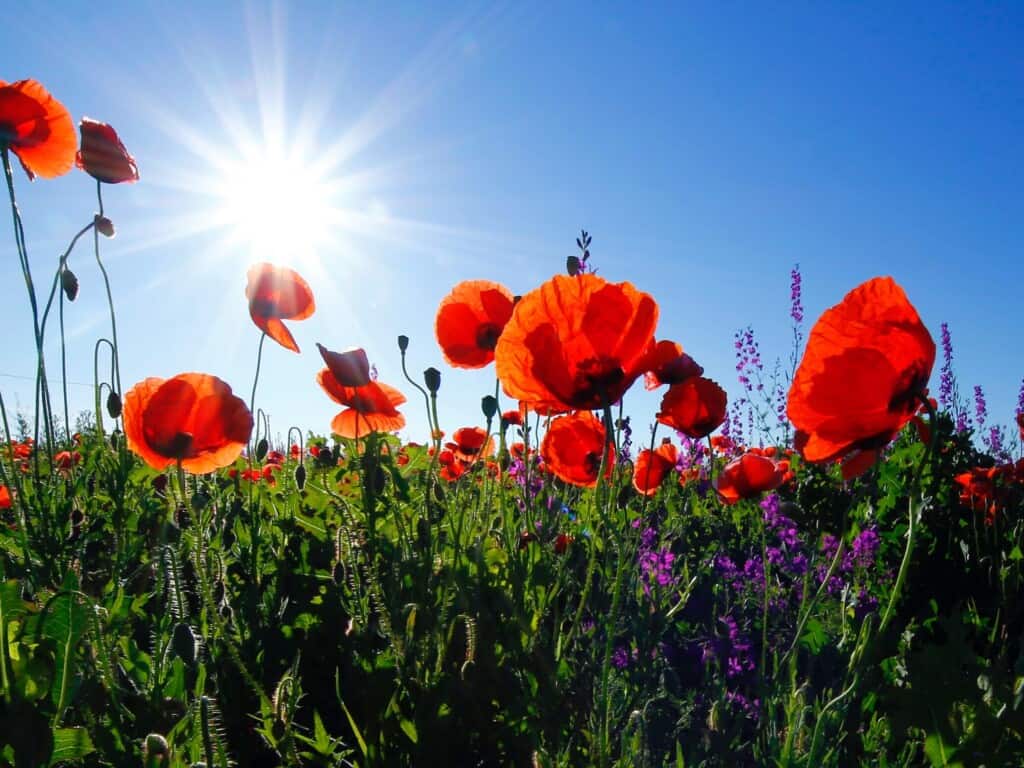 Eden Project Partnership Blooms a Wildflower Meadow at MSIP