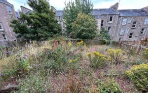 a garden with lots of weeds and out of control grass.